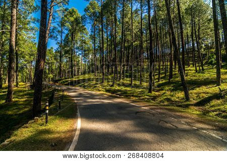 Empty Road In Pines Tree Forest In Himalayas - Sankri Range, Uttrakhand, India