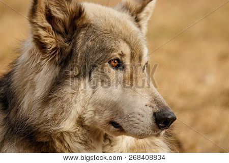 Low Content Wolf In Yamnuska Sanctuary, Canada