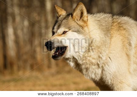 Scary Looking Yawning Wolf In Yamnuska Sanctuary, Canada