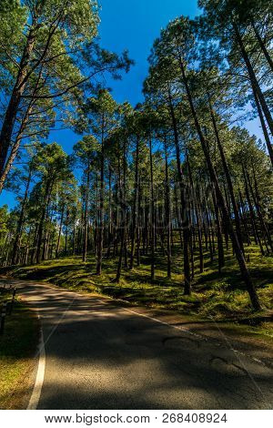 Empty Road In Pines Tree Forest In Himalayas - Sankri Range, Uttrakhand, India