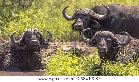 African Buffalo (cyncerus Caffer) Three Male Bovine Bathing In Waterhole In Kruger National Park Sou