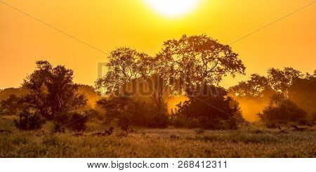 Orange Morning Light Over Savanna Tree And Bush In Kruger National Park South Africa