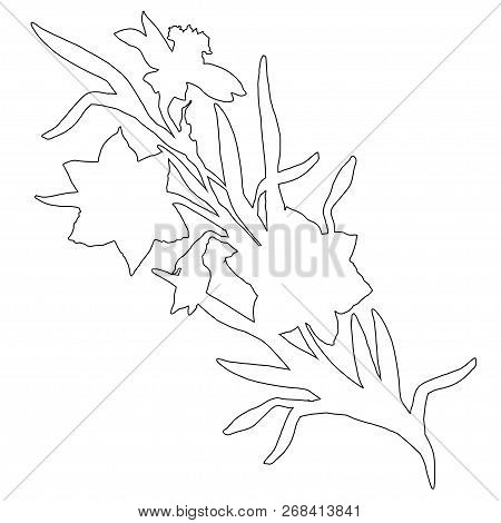 Isolated Branch Of Hand Drawn Flowers Daffodils, Narcissus. Monochrome Botanical Contour On White. F