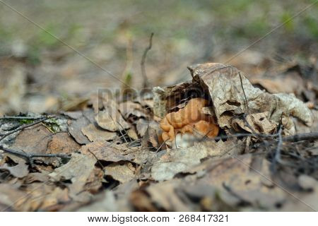 Spring Forest Mushrooms (gyromitra Gigas), The First Spring Mushroom