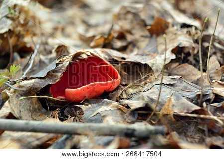Unusual Spring Mushroom Sarcoscypha Bright Red (sarcoscypha Coccinea), The First Spring Mushroom