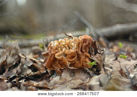 Spring Forest Mushrooms (gyromitra Gigas), The First Spring Mushroom