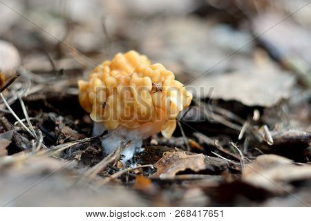 Spring Forest Mushrooms (gyromitra Gigas), The First Spring Mushroom