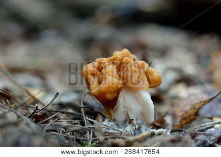 Spring Forest Mushrooms (gyromitra Gigas), The First Spring Mushroom