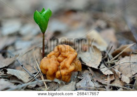 Spring Forest Mushrooms (gyromitra Gigas), The First Spring Mushroom