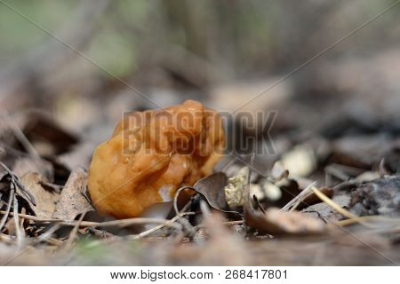 Spring Forest Mushrooms (gyromitra Gigas), The First Spring Mushroom
