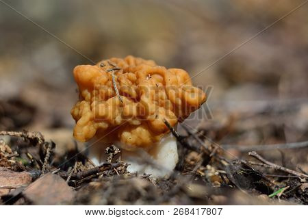 Spring Forest Mushrooms (gyromitra Gigas), The First Spring Mushroom
