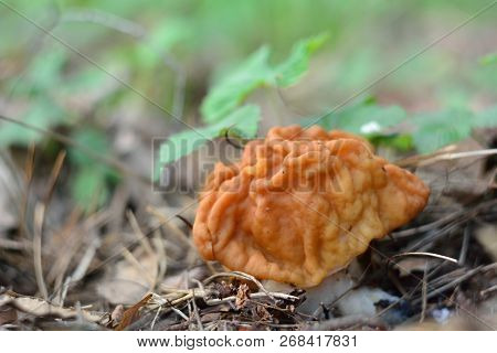 Spring Forest Mushrooms (gyromitra Gigas), The First Spring Mushroom