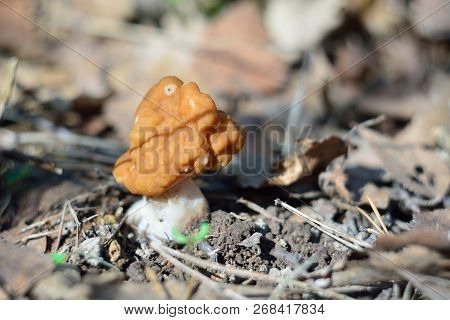Spring Forest Mushrooms (gyromitra Gigas), The First Spring Mushroom