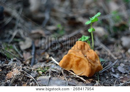 Spring Forest Mushrooms (gyromitra Gigas), The First Spring Mushroom