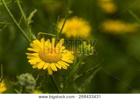 Yellow Chamomile, Anthemis Tinctoria, Cota Tinctoria, The Golden Marguerite, Oxeye Chamomile, Yellow