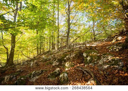 Trees In Autumn Season Background. Beauty In Nature. Autumn Lansdscape