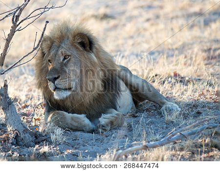 Golden Maned Lion - Locally Known As Chuck Resting Next To A Tree - In Hwange National Park, Zimbabw