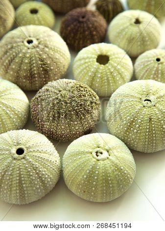 Close up of several dry green urchin on a table