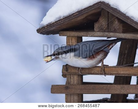Eurasian Or Wood Nuthatch, Sitta Europaea, Close-up Portrait At Bird Feeder With Peanut In Beak, Sel
