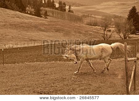 White Horse Running In Rural Scenic In Sepia Tones