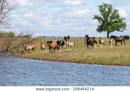 On A Hot Summer Day, A Herd Of Horses Goes To The Watering Place.