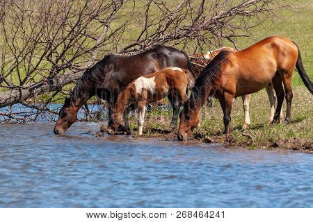 A Herd Of Horses With Foals Drink Water From A Pond On A Hot, Summer Day.