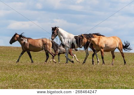 A Herd Of Horses With Foals Drink Water From A Pond On A Hot, Summer Day. Bashkiria.