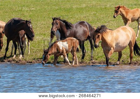 A Herd Of Horses With Foals Drink Water From A Pond On A Hot, Summer Day