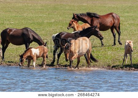 A Herd Of Horses With Foals Drink Water From A Pond On A Hot, Summer Day