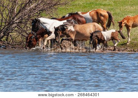A Herd Of Horses With Foals Drink Water From The Pond And Frolic