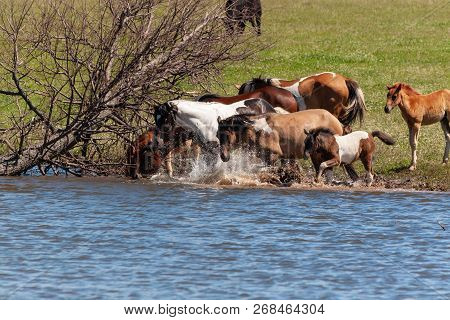 A Herd Of Horses With Foals Drink Water From The Pond And Frolic