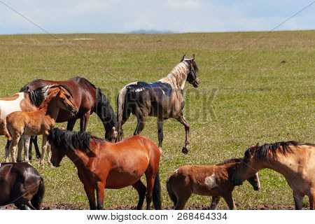A Herd Of Horses With Foals Graze In A Summer Meadow Led By A Leader