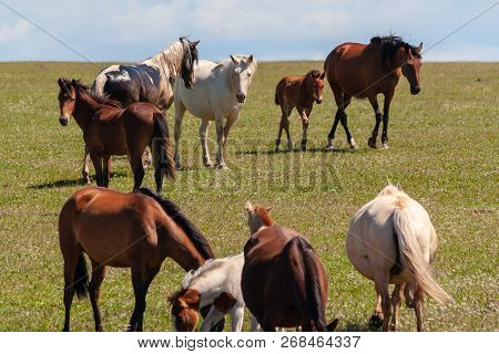 A Herd Of Horses With Foals Graze In A Summer Meadow Led By A Leader