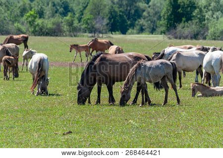 Horses Graze On A Green Pasture.