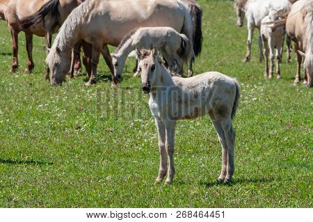 White Cute Foal. Horses With Foals Graze On Green Pasture. Bashkiria.