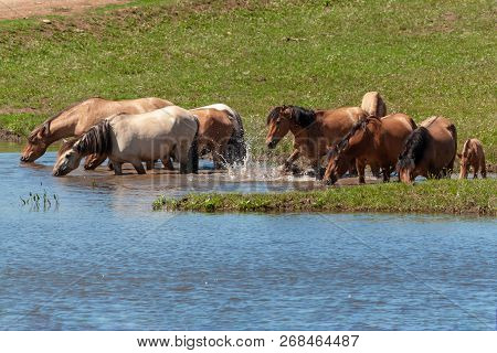 Horses Are In The Water And Drink Water.