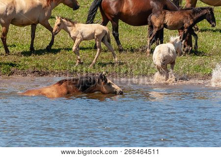 The Horse Is Swimming In The Water. Horses At The Watering Place. Bashkiria.