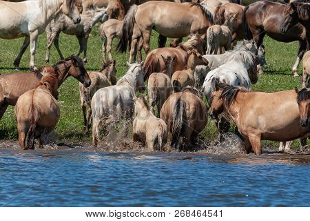 Horses Frolic In The Pond. Horses At The Site Of Watering. Bashkiria.