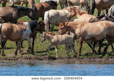 Horses On The Shore Of The Pond. Horses At The Site Of Watering.