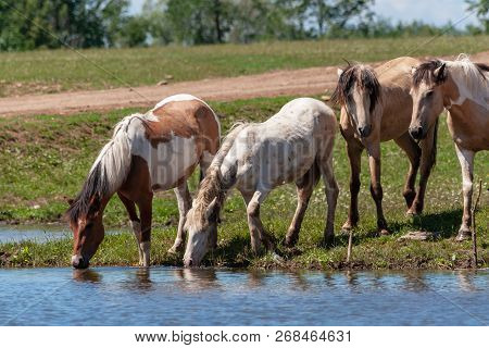 Horses On The Shore Of The Pond. Horses At The Site Of Watering. Bashkiria.