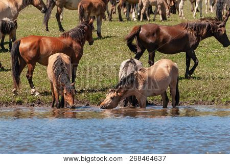 The Horse Is Swimming In The Water. Horses At The Watering Place. Bashkiria.