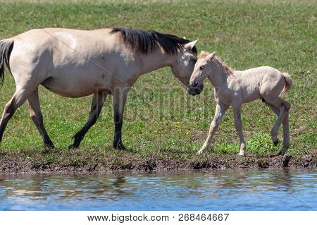 Mare With Her Foal On The Shore Of The Pond. Horses At The Site Of Watering. Bashkiria.