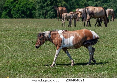 Spotted Horse. Horses Graze On A Green Meadow. Bashkiria.