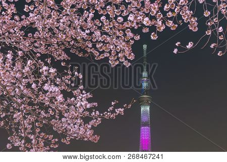 Tokyo, Japan - March 29, 2018: Tokyo Skytree Tower With Cherry Blossoms In Full Bloom At Sumida Park