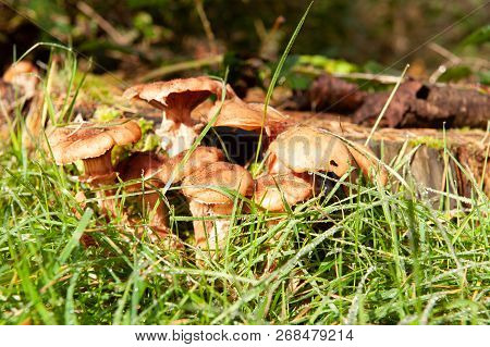 Close-up Of A Group Of Mushrooms In A Forest Near Hooghalen, The Netherlands