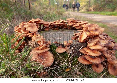 Close-up Of A Group Of Mushrooms In A Forest Near Hooghalen, The Netherlands