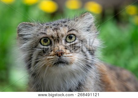 Manul Or Pallas's Cat, Otocolobus Manul, Cute Wild Cat From Asia.
