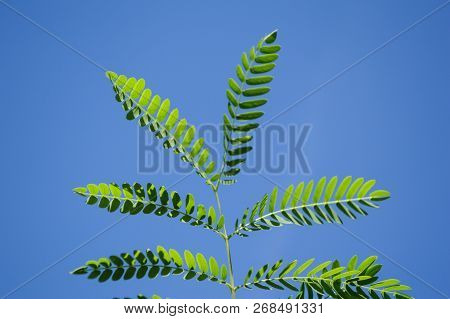 Fresh Green Luffa Cylindrica Plant In Nature Garden