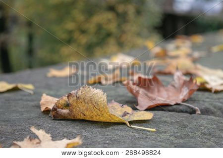 Loneliness Concept - Autumn Fall Maple Leaf Selective Focus Copy Space Solitude Depression New Start