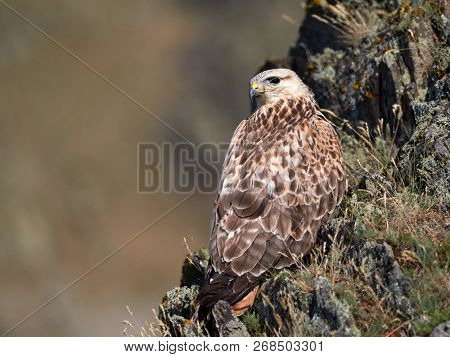 kite resting on rock (buteo rufinus)